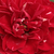 Czerwony  - Róże rabatowe floribunda - Dalli Dalli®